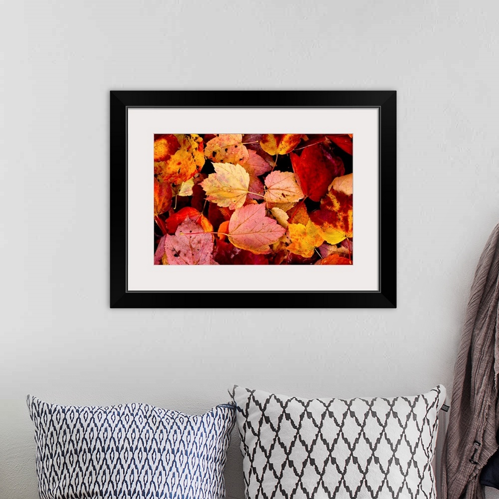 A bohemian room featuring Photograph of wet autumn leaves covering the ground.