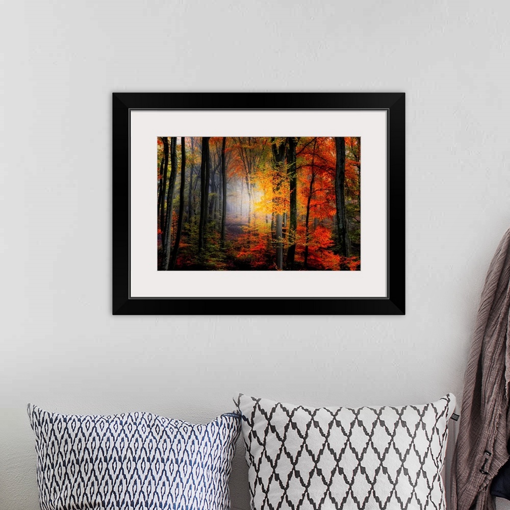 A bohemian room featuring Large photograph of a densely filled forest in Autumn full of trees displaying their brightly col...
