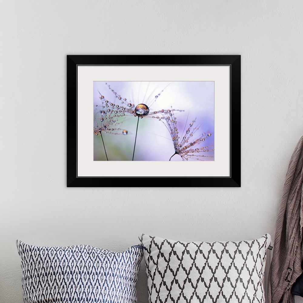 A bohemian room featuring A macro photograph of a water droplet sitting atop a seed head.