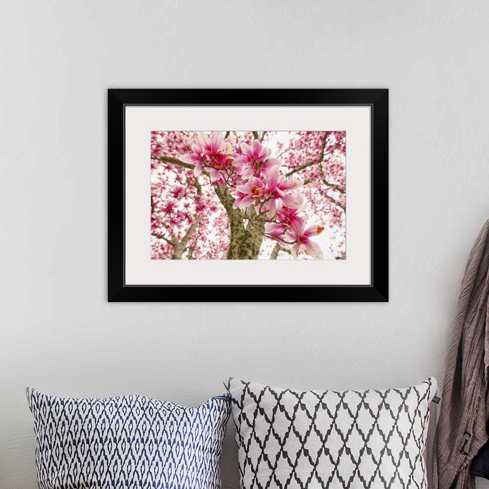 A bohemian room featuring Pink Magnolia Tree Bloom.