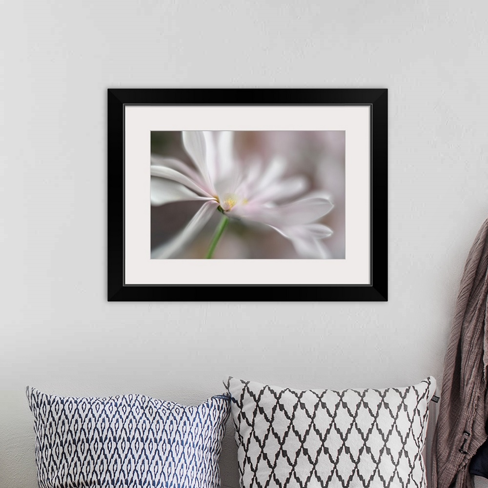 A bohemian room featuring Soft focus macro image of white petals on a daisy.