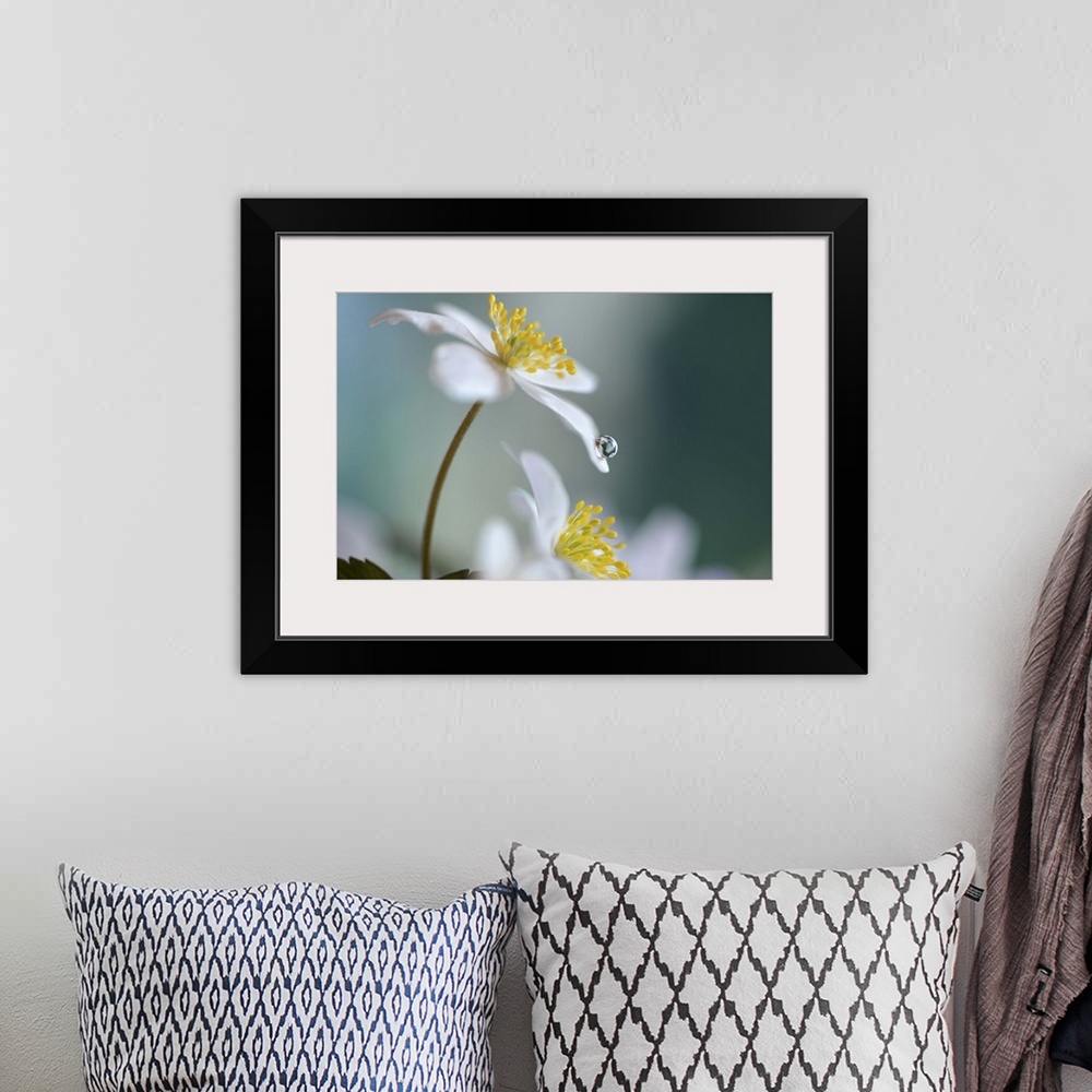 A bohemian room featuring A macro photograph of a white flower with a water droplet on the end of a petal.