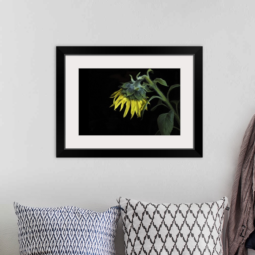 A bohemian room featuring Close-up of a sunflower on a black background