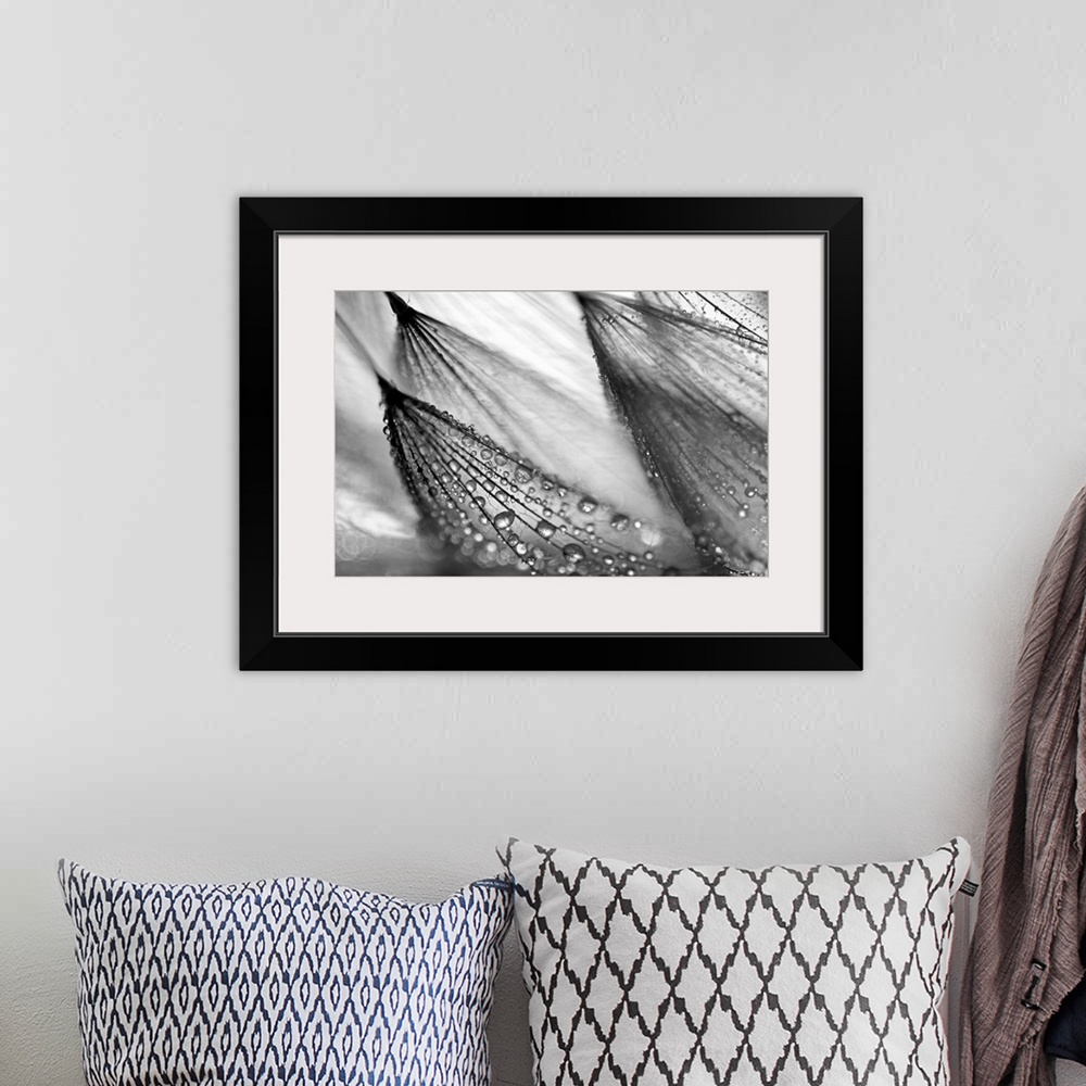 A bohemian room featuring A large black and white photograph taken close up of a flower that has beads of water collected o...