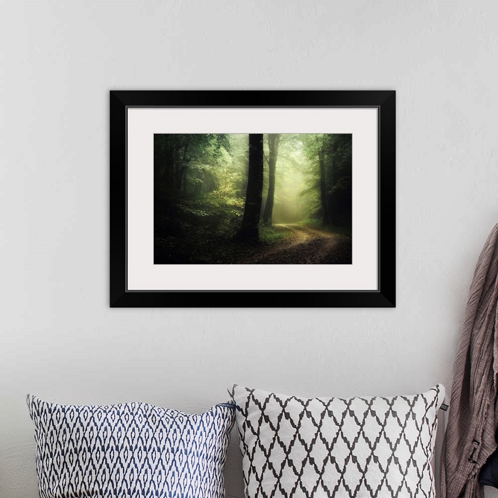 A bohemian room featuring Photograph taken inside a dense forest that has a road cutting through with fog in the distance.