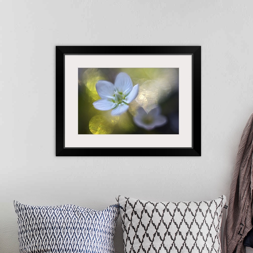 A bohemian room featuring A macro photograph of a white flower against an abstract green and bokeh background.