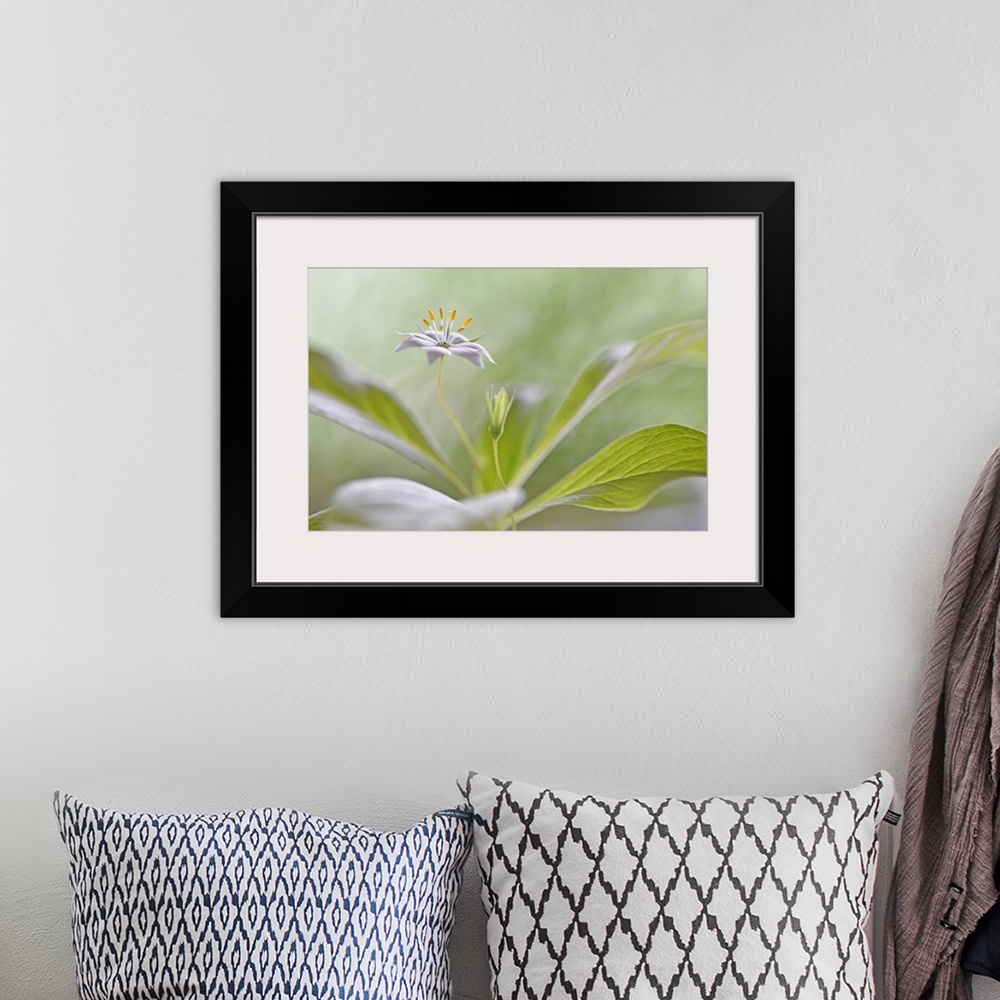 A bohemian room featuring Photograph of a beautiful flower with its petals laid out flat on a soft focused background.
