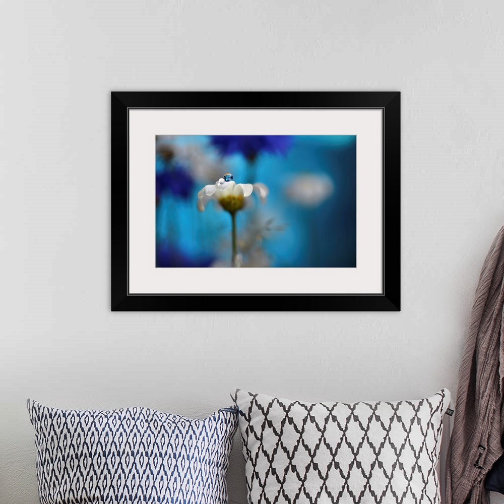 A bohemian room featuring Macro photograph of a daisy with a dew drop on top with cornflowers and daisies in the blurred ba...