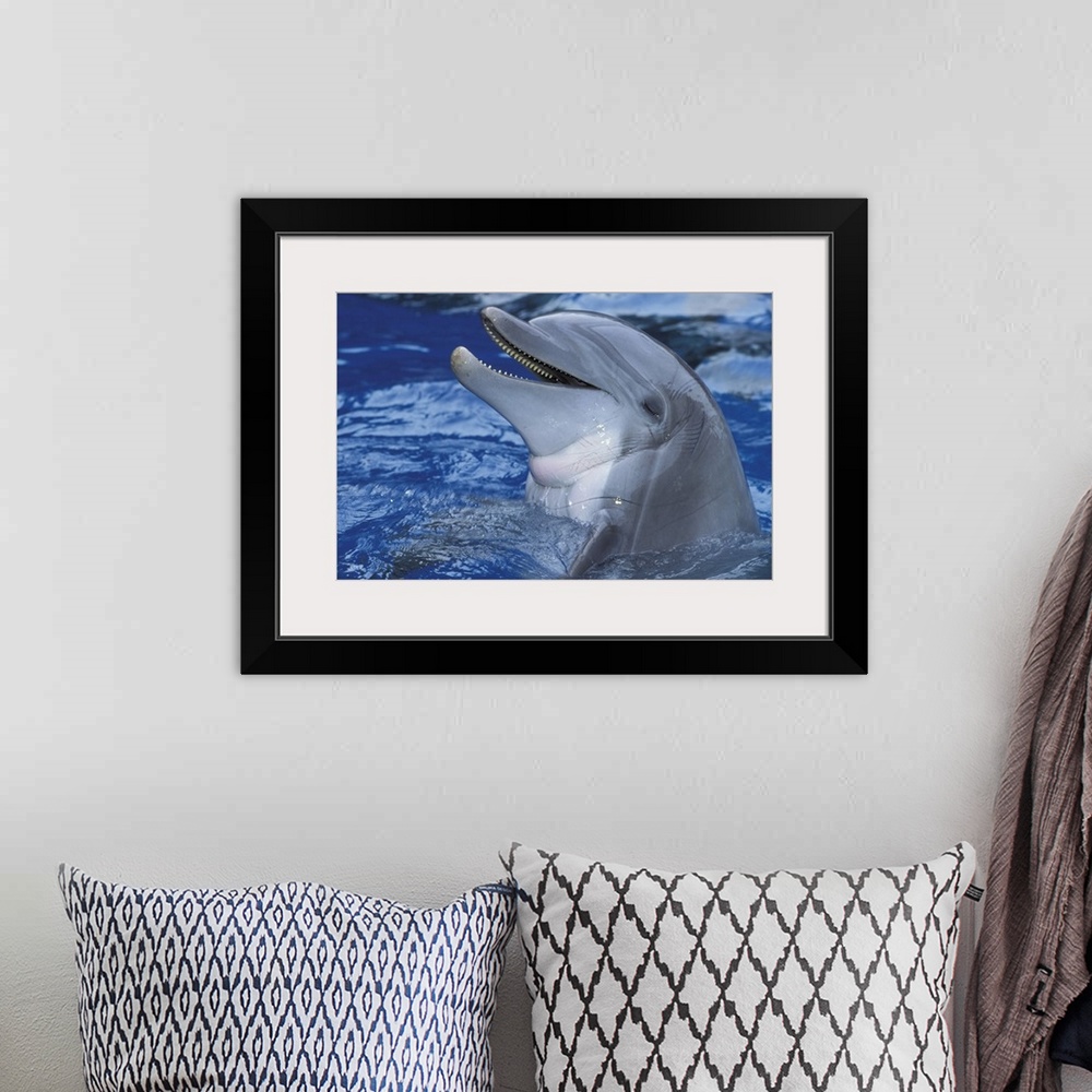 A bohemian room featuring Dolphin