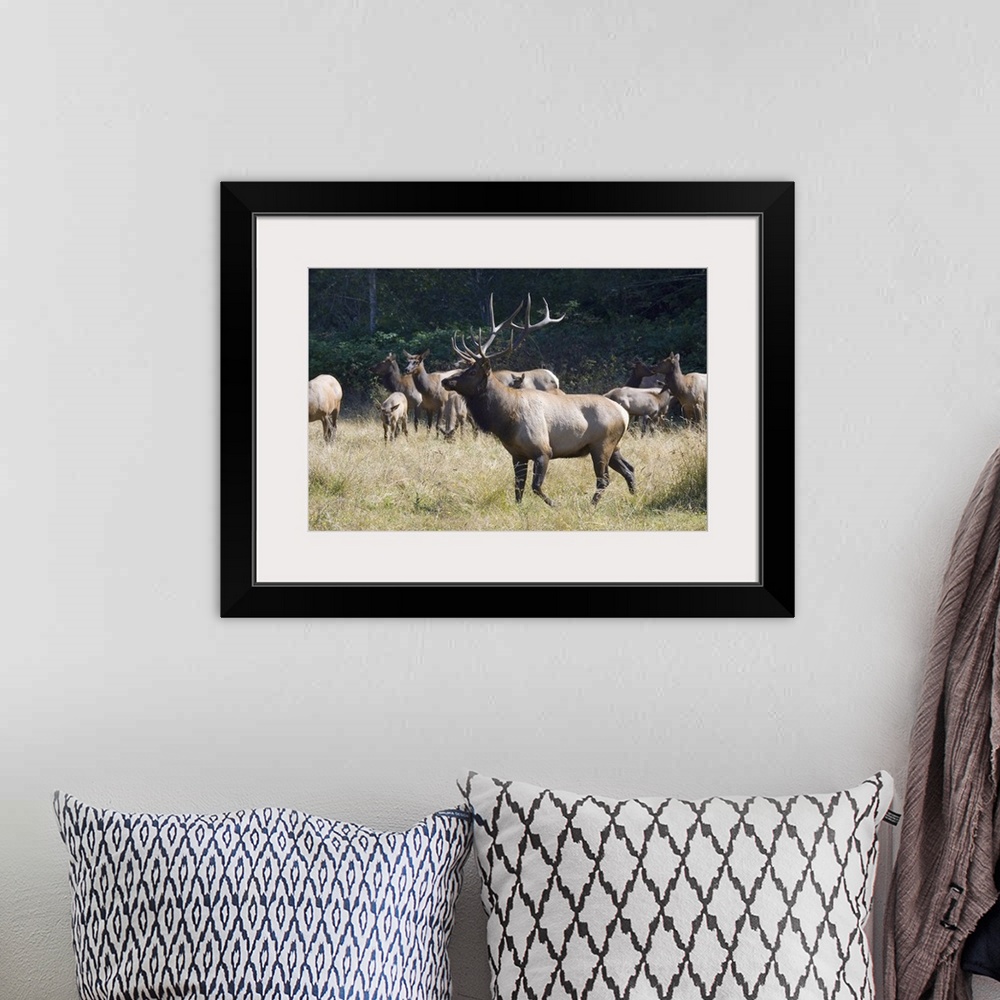 A bohemian room featuring Roosevelt Bull Elk With Herd