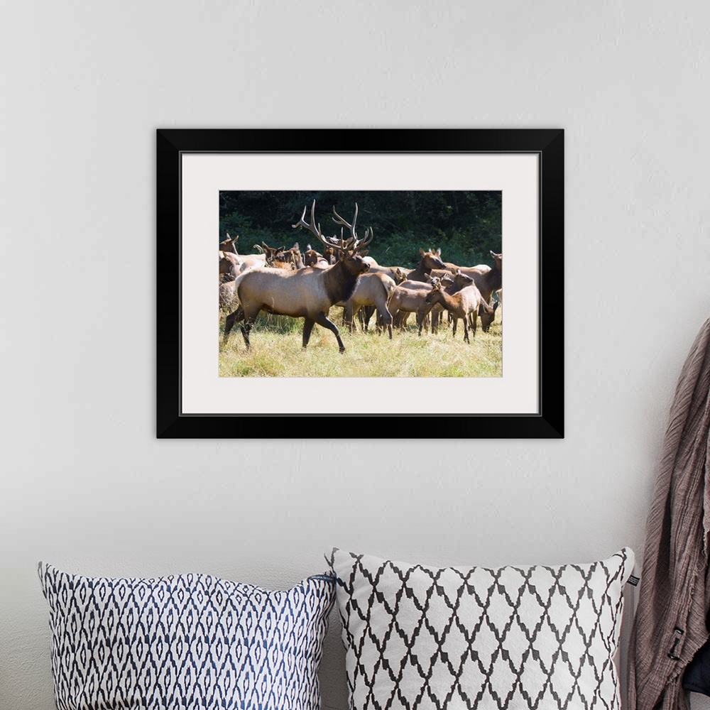 A bohemian room featuring Roosevelt Bull Elk With Herd