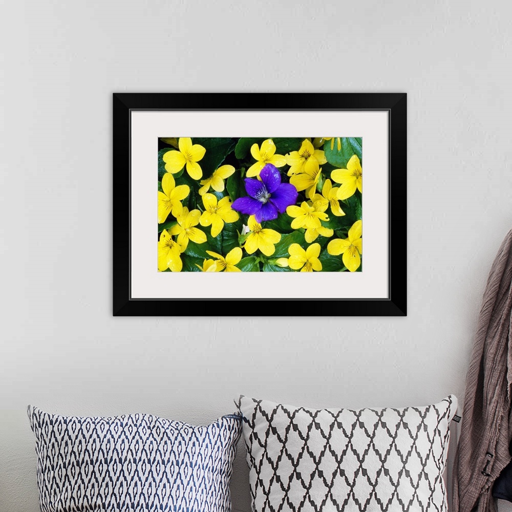 A bohemian room featuring Single Blue Violet Flower (Viola Adunca) In Bloom Among Stream Violet Flowers (Viola Glabella)