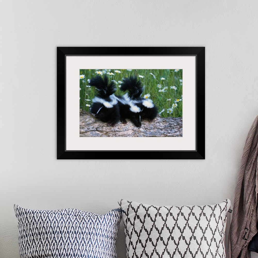 A bohemian room featuring Three young skunks on log in wildflower meadow, Minnesota
