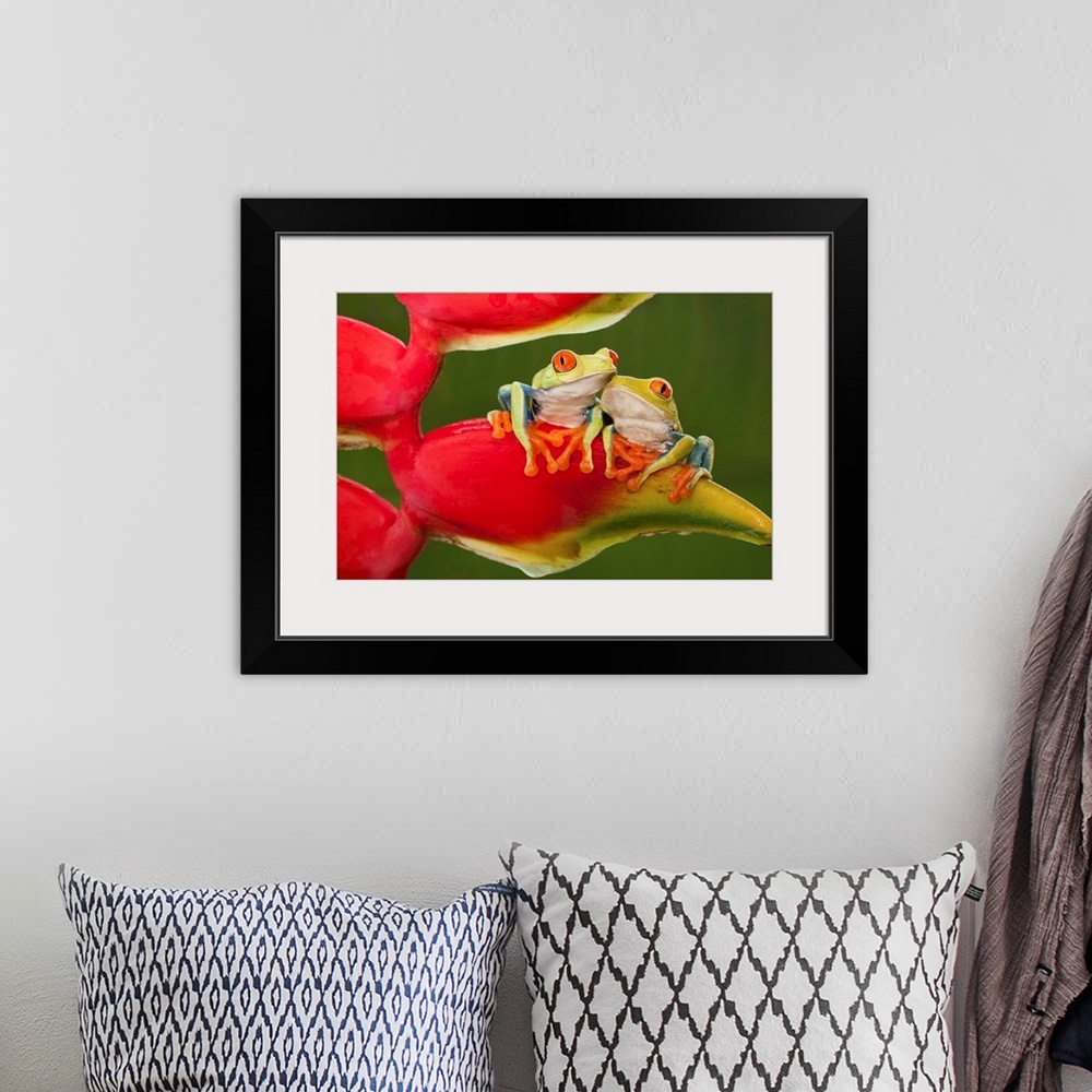 A bohemian room featuring Two red-eyed tree frogs sitting on a heliconia flower.