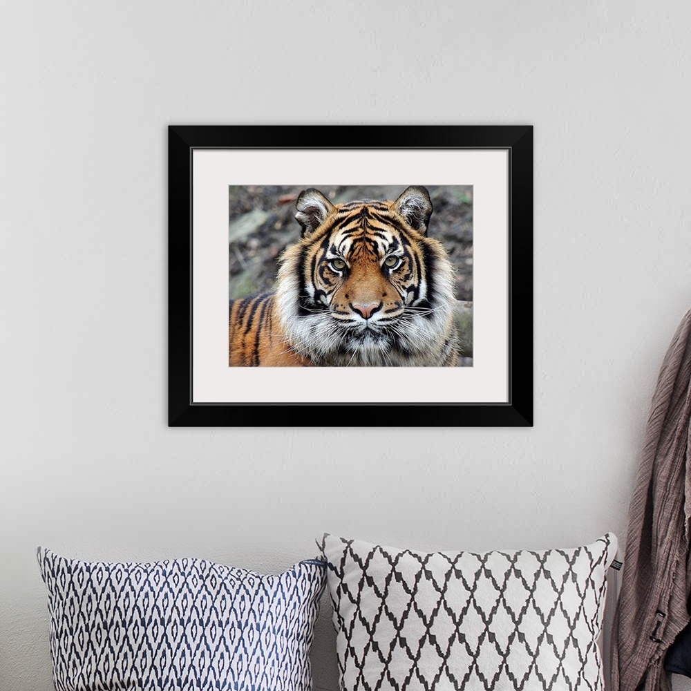 A bohemian room featuring Portrait of a tiger with an intense expression.
