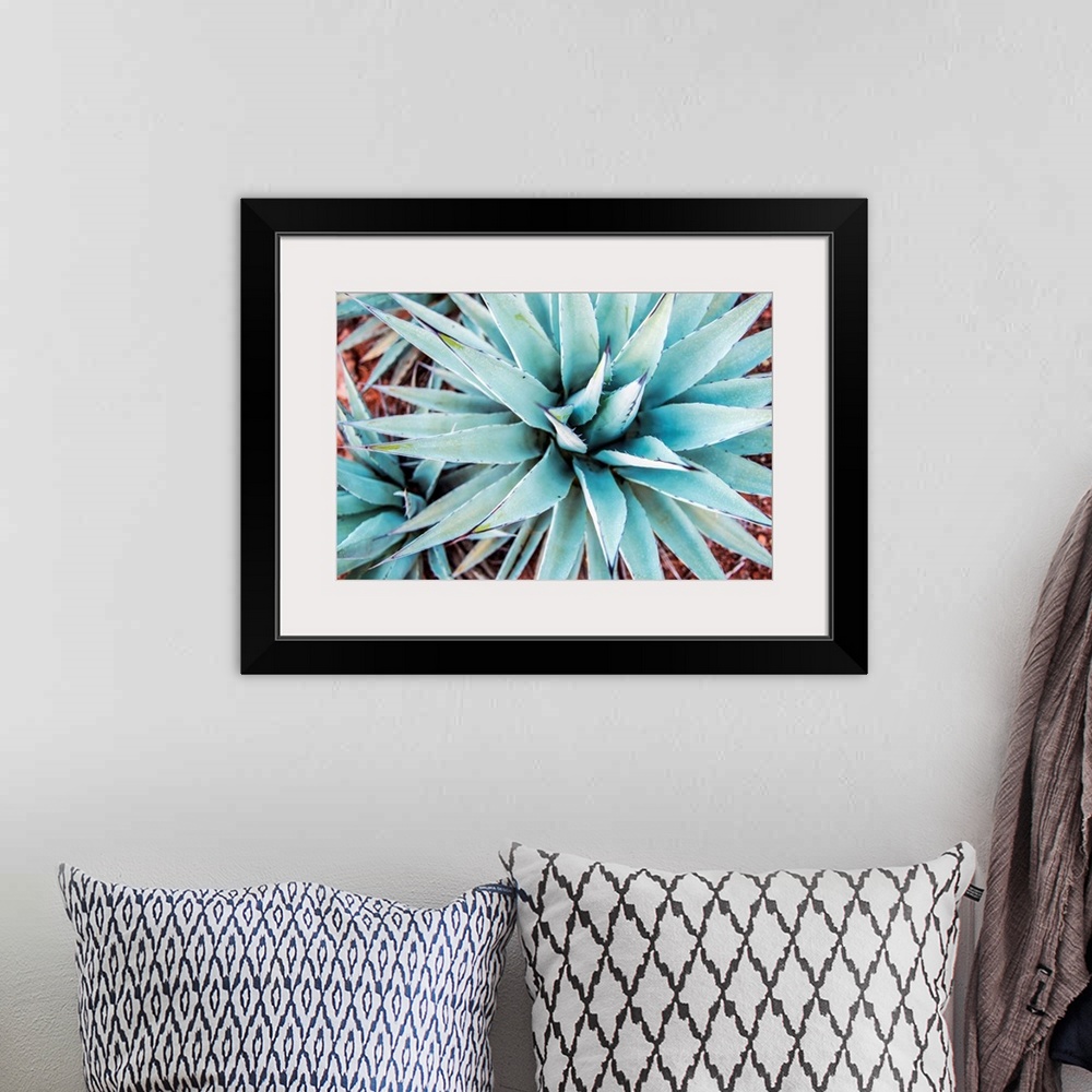 A bohemian room featuring Close-up photograph of agave plants in Sedona AZ.