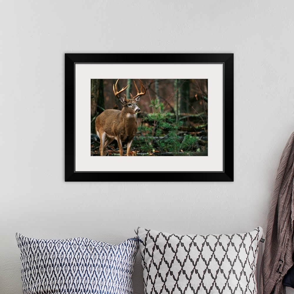 A bohemian room featuring National Geographic photograph of a large antlered deer in the forest.