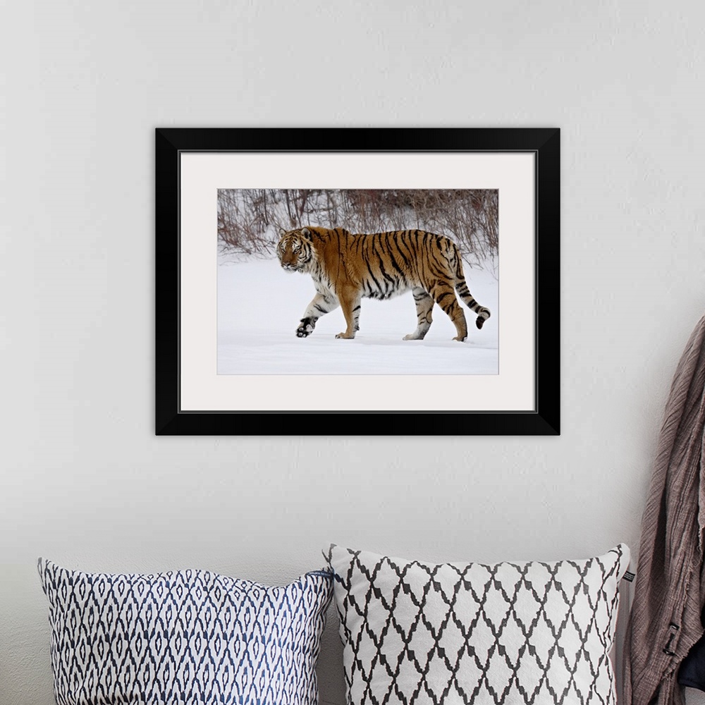 A bohemian room featuring Captive Siberian Tiger (Panthera tigris altaica) in the snow, near Bozeman, Montana, United State...
