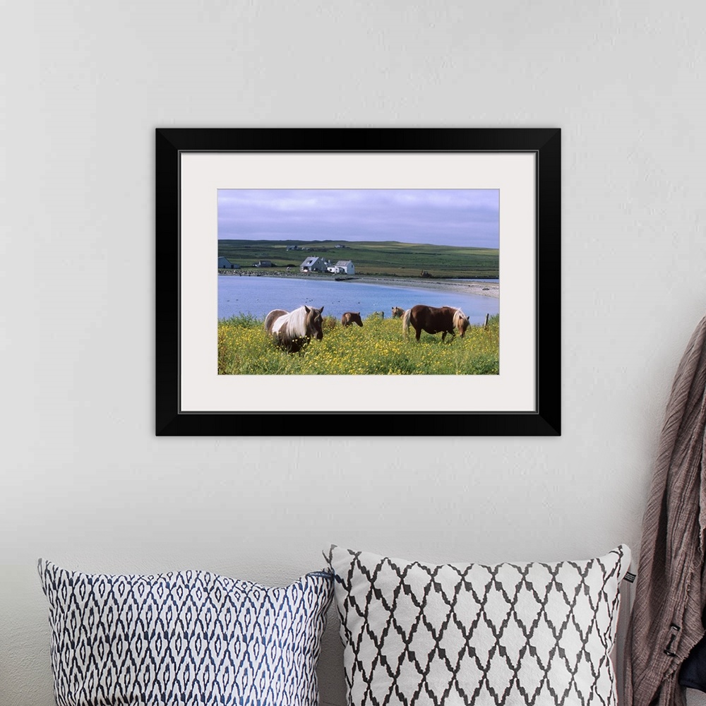 A bohemian room featuring Shetland ponies, Unst, Shetland Islands, Scotland, UK
