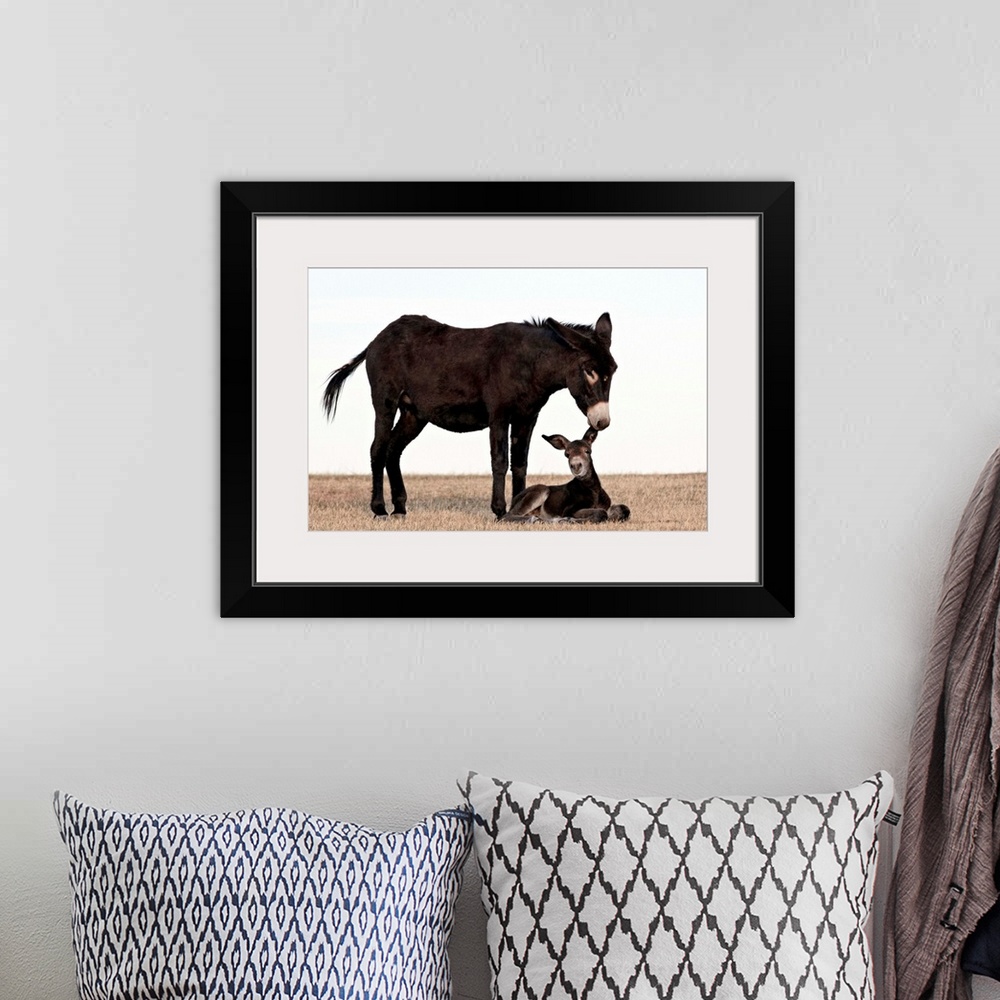 A bohemian room featuring Wild burro jenny biting its foal's ear, Custer State Park, South Dakota