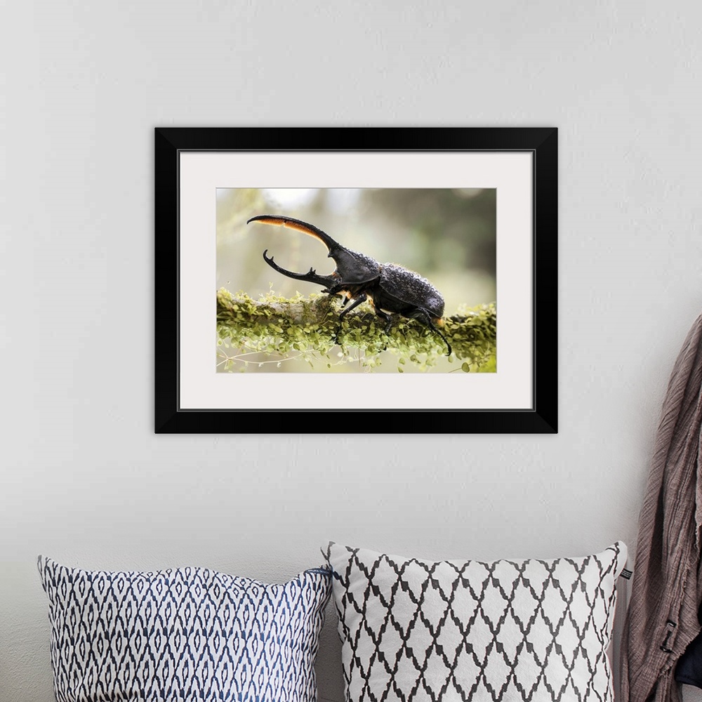 A bohemian room featuring Male Hercules beetle. The Hercules beetle (Dynastes hercules) is the most famous and largest of t...