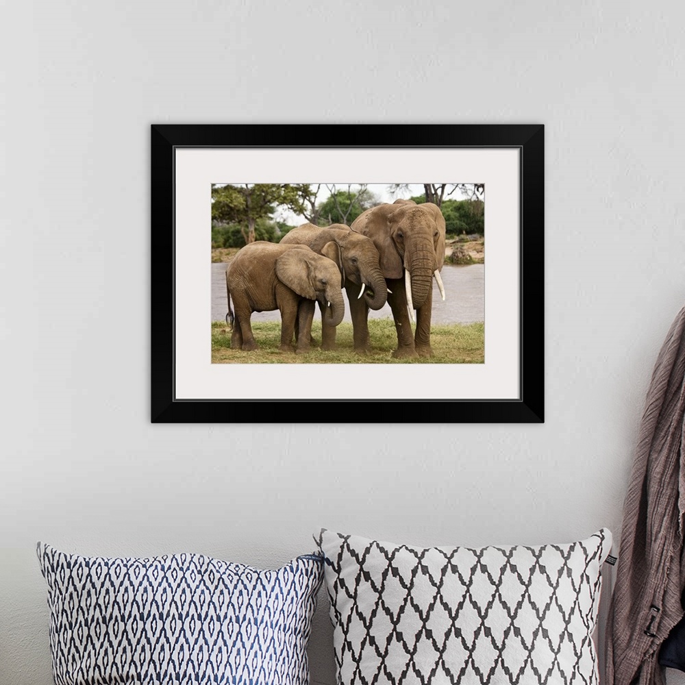 A bohemian room featuring Wildlife photograph of three elephants standing close together on the African plains.