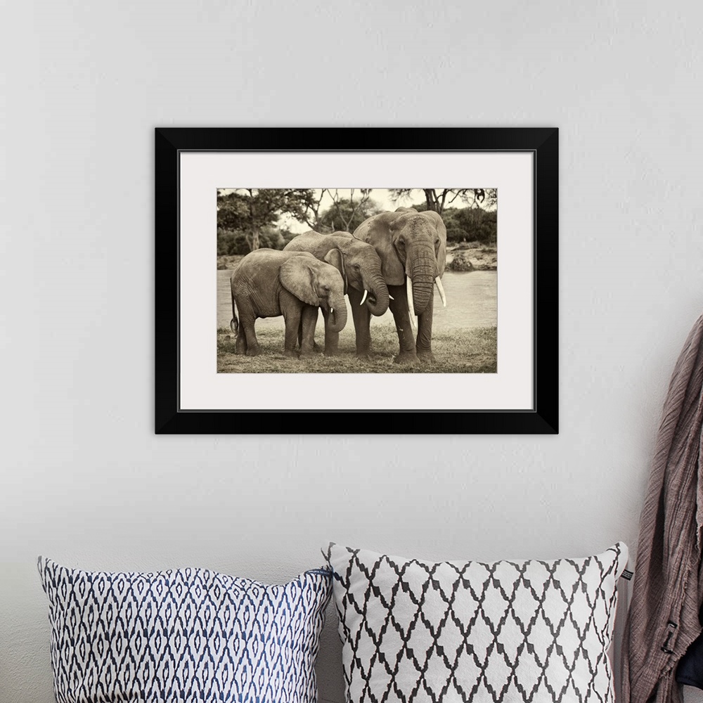 A bohemian room featuring Large monochromatic photograph showcases a group of three heavy plant-eating mammals displaying t...
