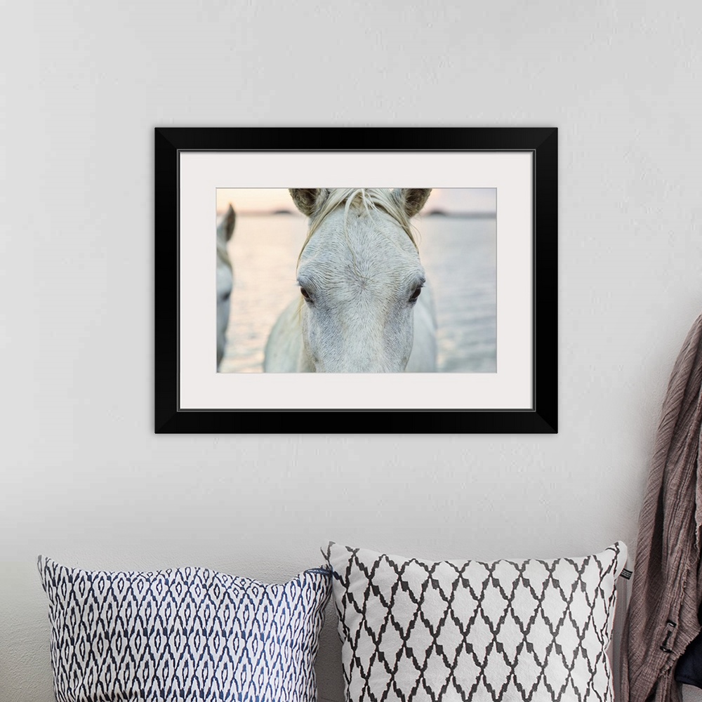 A bohemian room featuring Close up of a white horse of the Camargue in the south of France.