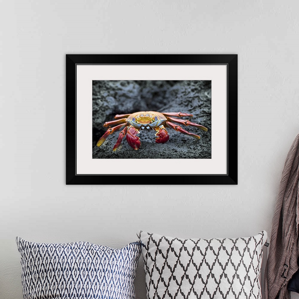 A bohemian room featuring Sally Lightfoot crab on the rocks, Galapagos Islands, Equador