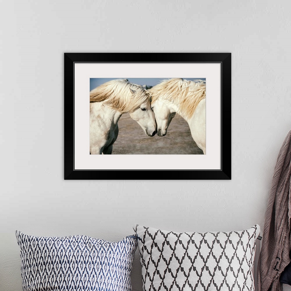 A bohemian room featuring Two Camargue horses loving on each other in the south of France