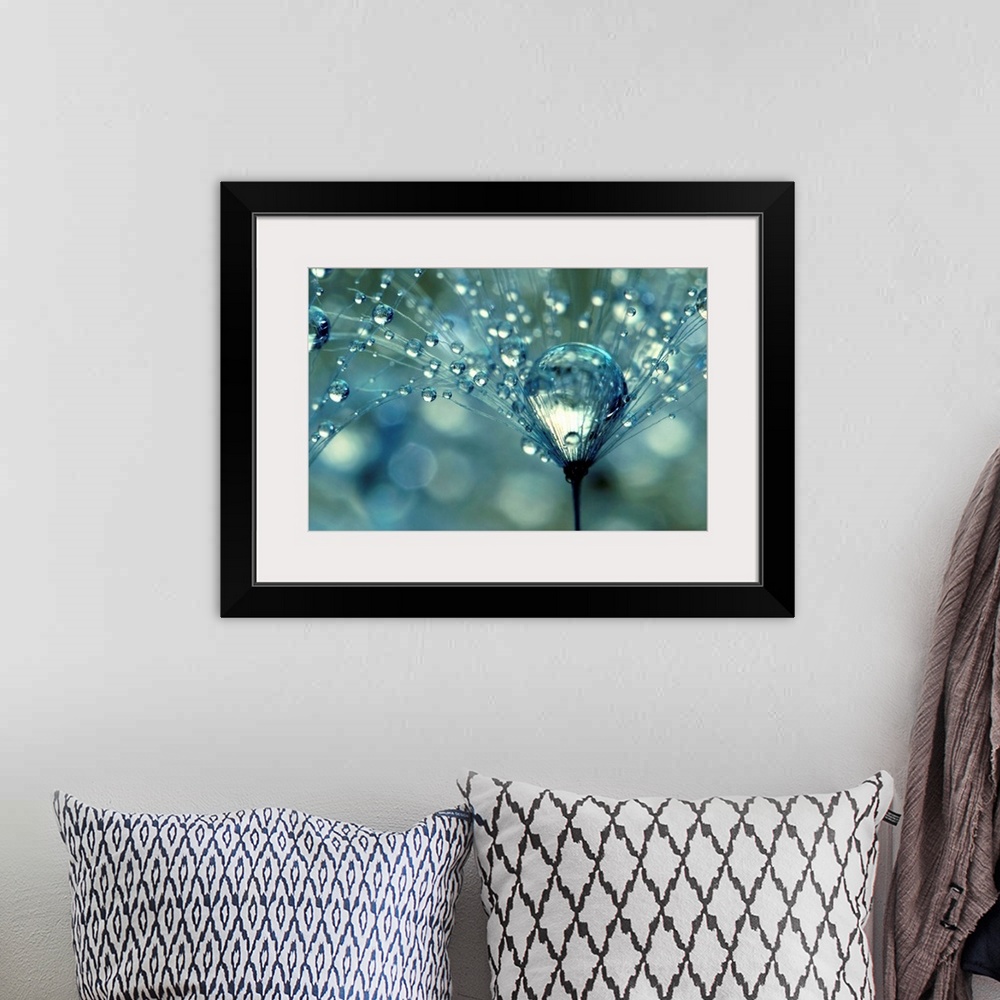 A bohemian room featuring Dandelion with water droplets