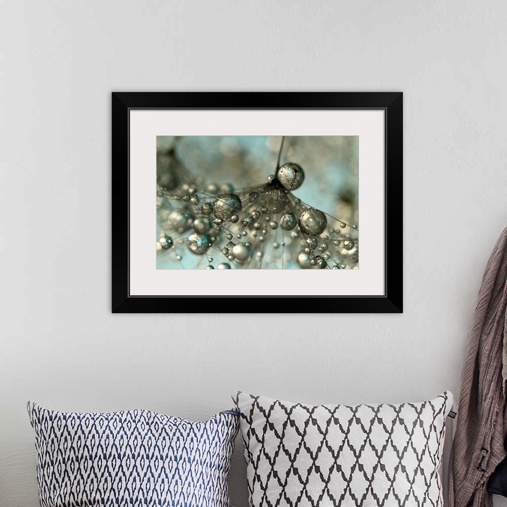 A bohemian room featuring Single Dandelion seed with water droplets.
