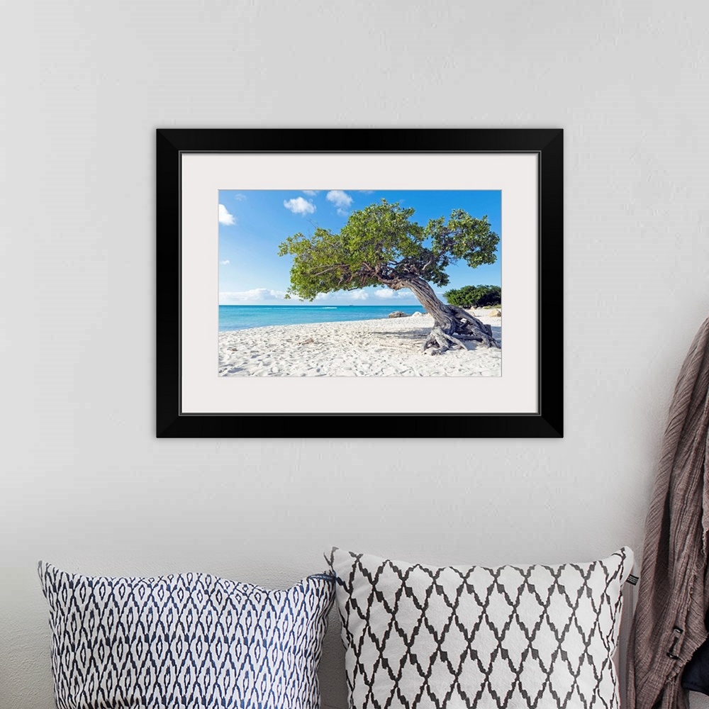A bohemian room featuring Divi divi tree on Aruba island beach in the Caribbean.