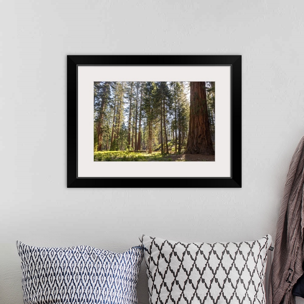 A bohemian room featuring Mariposa Grove, Yosemite National Park, California