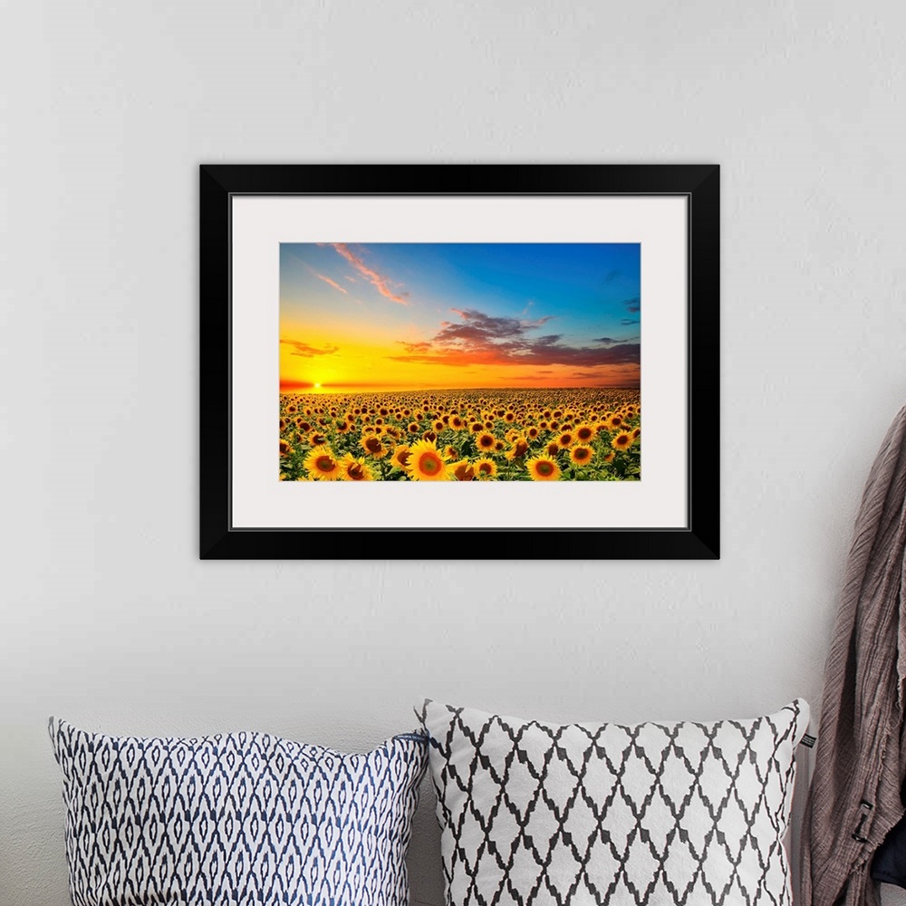 A bohemian room featuring Field of blooming sunflowers at sunset.