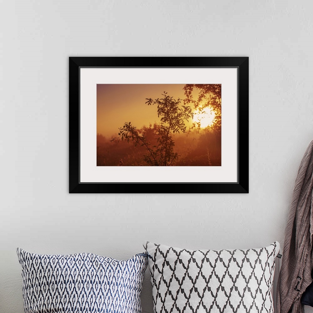 A bohemian room featuring Vintage Landscape With Tree Branches At A Misty Autumn Sunrise