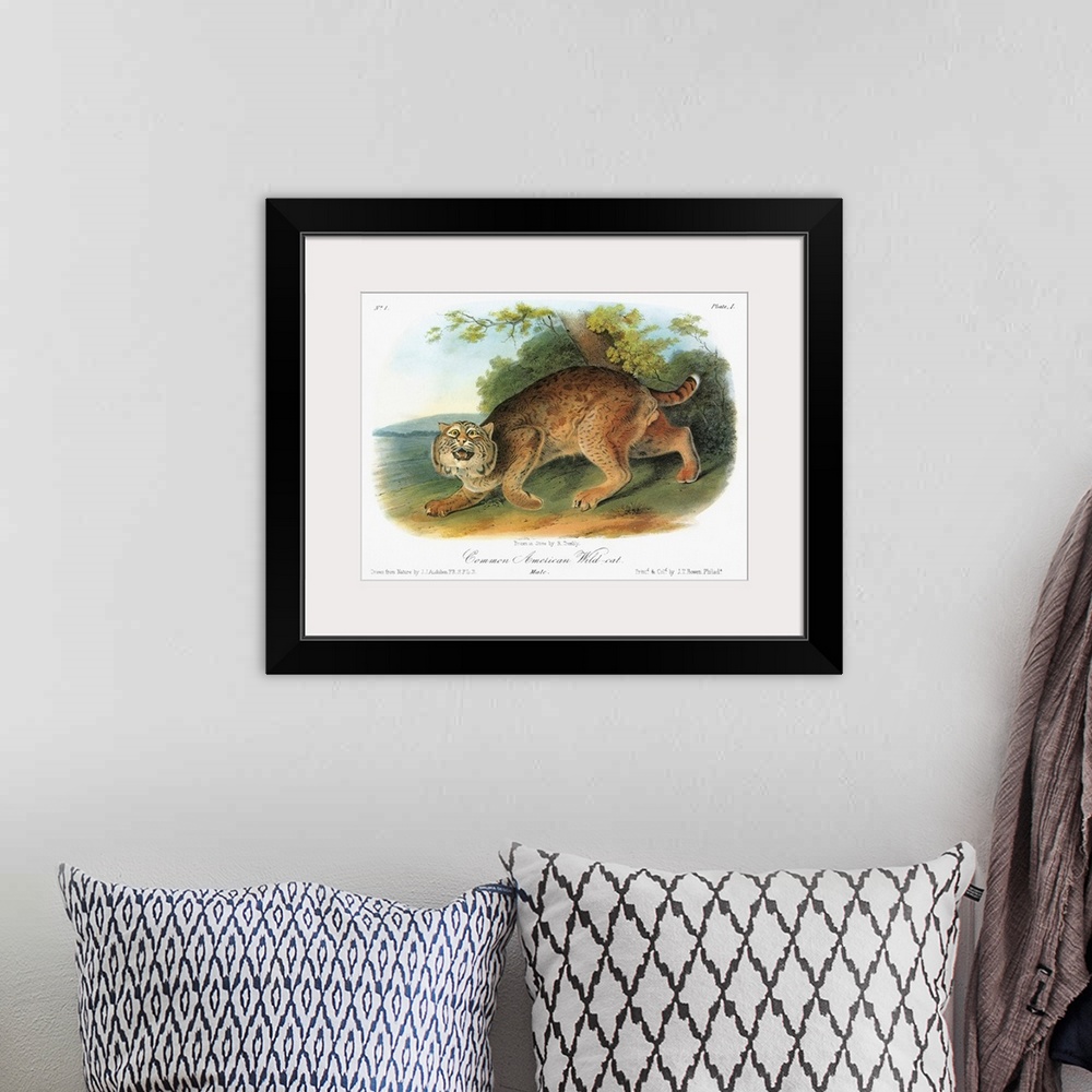 A bohemian room featuring Bobcat, or bay lynx (Lynx rufus). Lithograph, c1849, after a painting by John James Audubon for h...