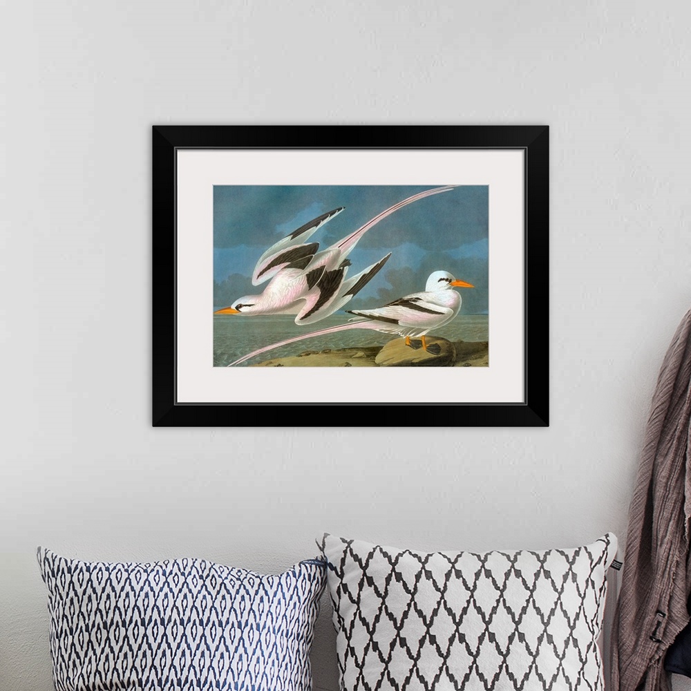A bohemian room featuring White-tailed Tropicbird (Phaethon lepturus). Engraving after John James Audubon for his 'Birds of...