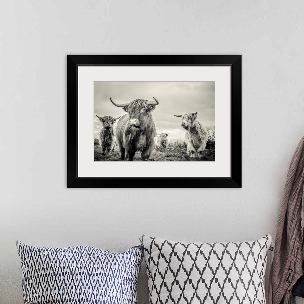 A bohemian room featuring A horizontal photograph of four highland cattle in sepia tones. The shaggy-haired cows are standi...