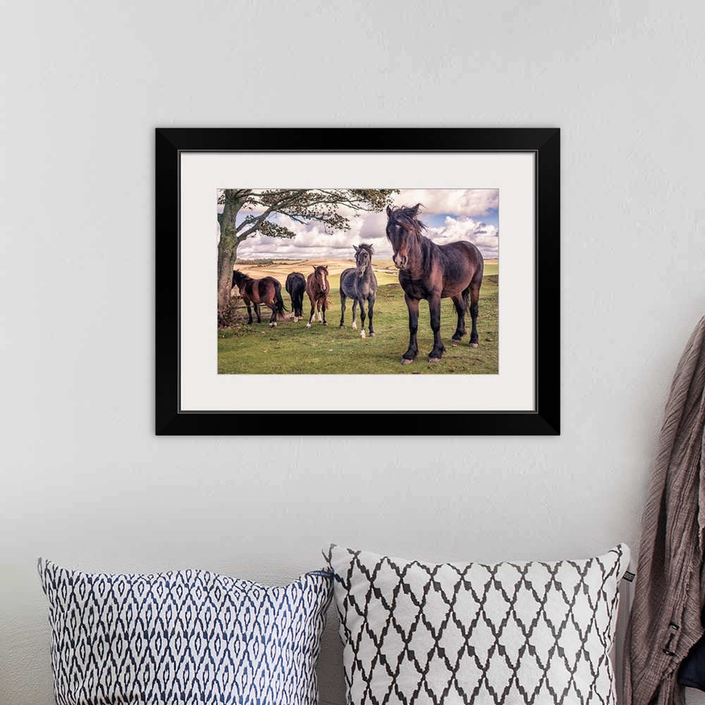 A bohemian room featuring Five wild ponies on Cissbury Ring on the South Downs with rolling hillside and agricultural land.