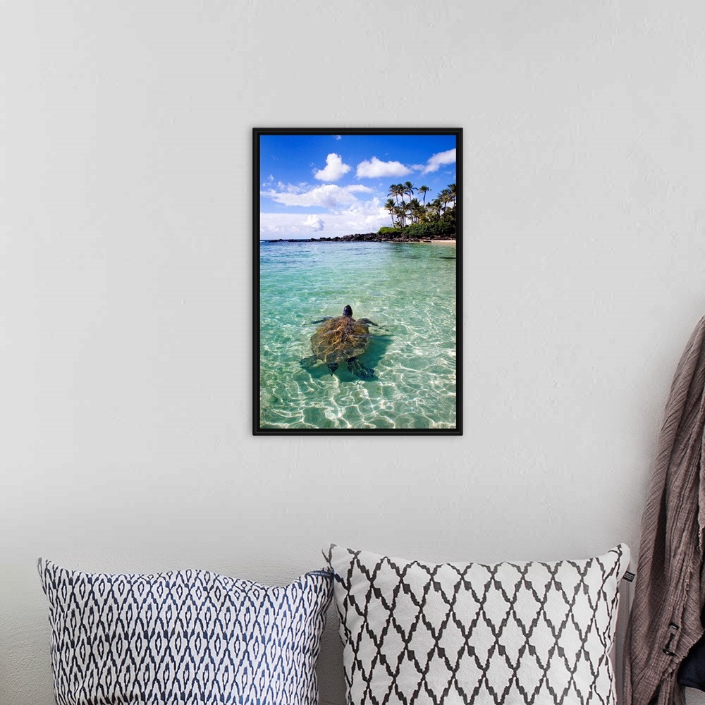 A bohemian room featuring Vertical photo print of a big turtle swimming in the ocean near the shore with his head sticking ...