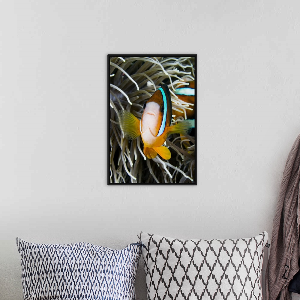 A bohemian room featuring Indonesia, Clark's Anemonefish (Amphiprion Clarkii) And Sea Anemone