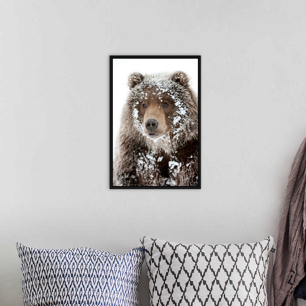 A bohemian room featuring Photograph of a large brown bear with his face framed by snow clinging to his shaggy fur. Perfect...