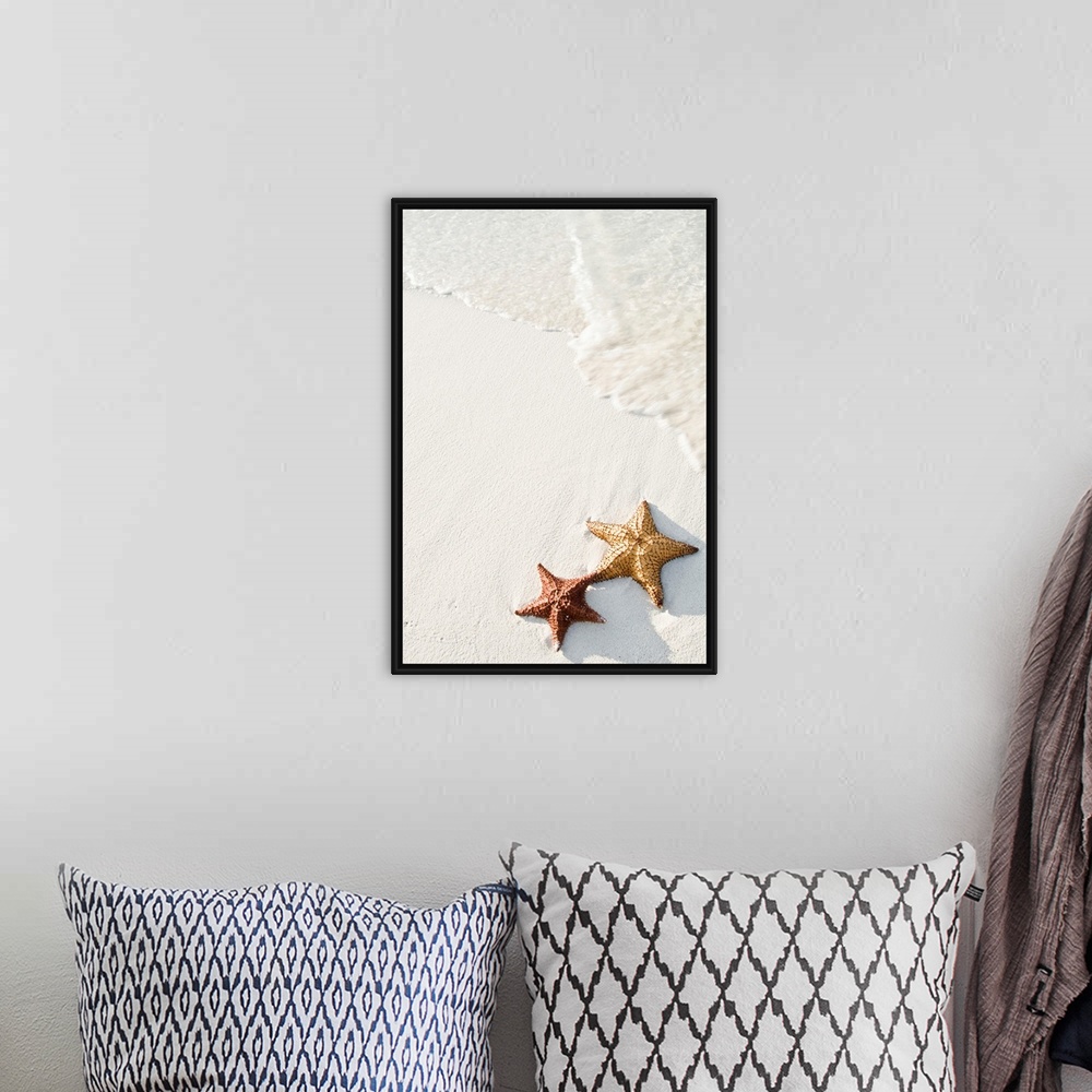A bohemian room featuring Big photograph shows a couple marine echinoderms with five radiating arms sitting next to each ot...