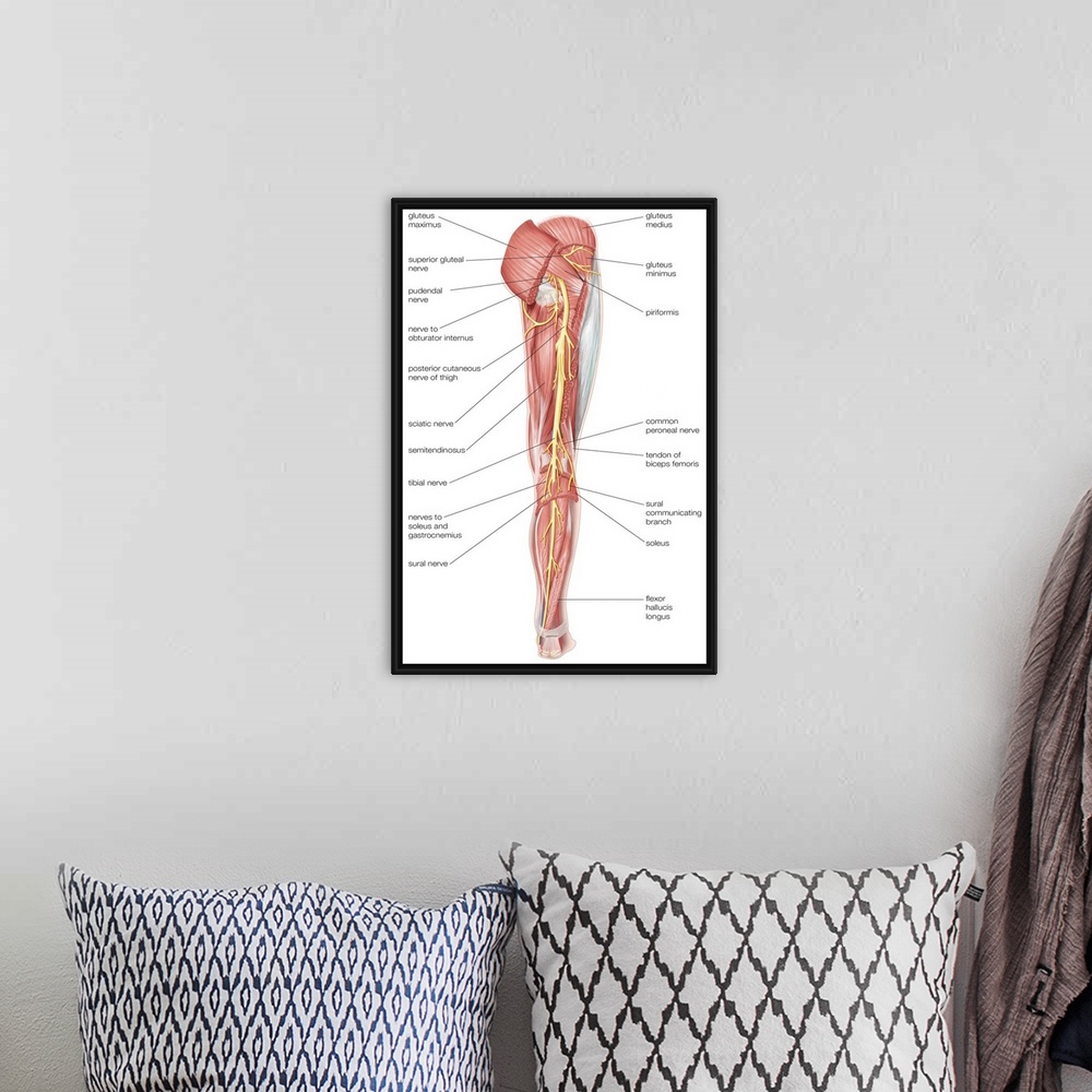A bohemian room featuring Nerves of the right leg - posterior view. nervous system