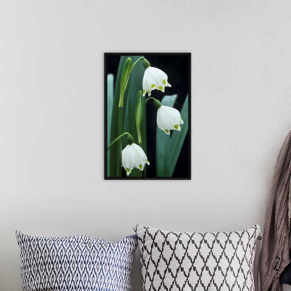 A bohemian room featuring Spring snowflake flowers (Leucojum vernum). Photographed in February.