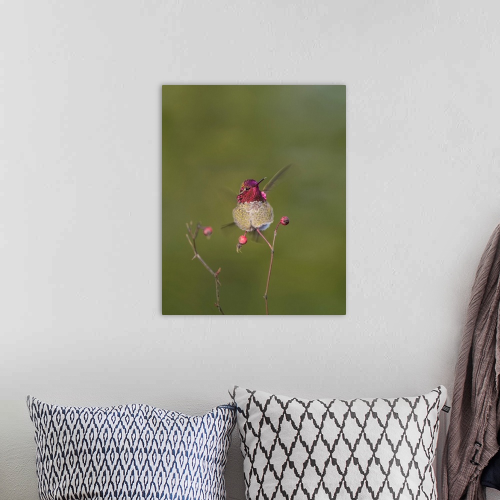 A bohemian room featuring USA. Washington State. Adult male Anna's Hummingbird (Calypte anna) flashes his iridescent gorget.
