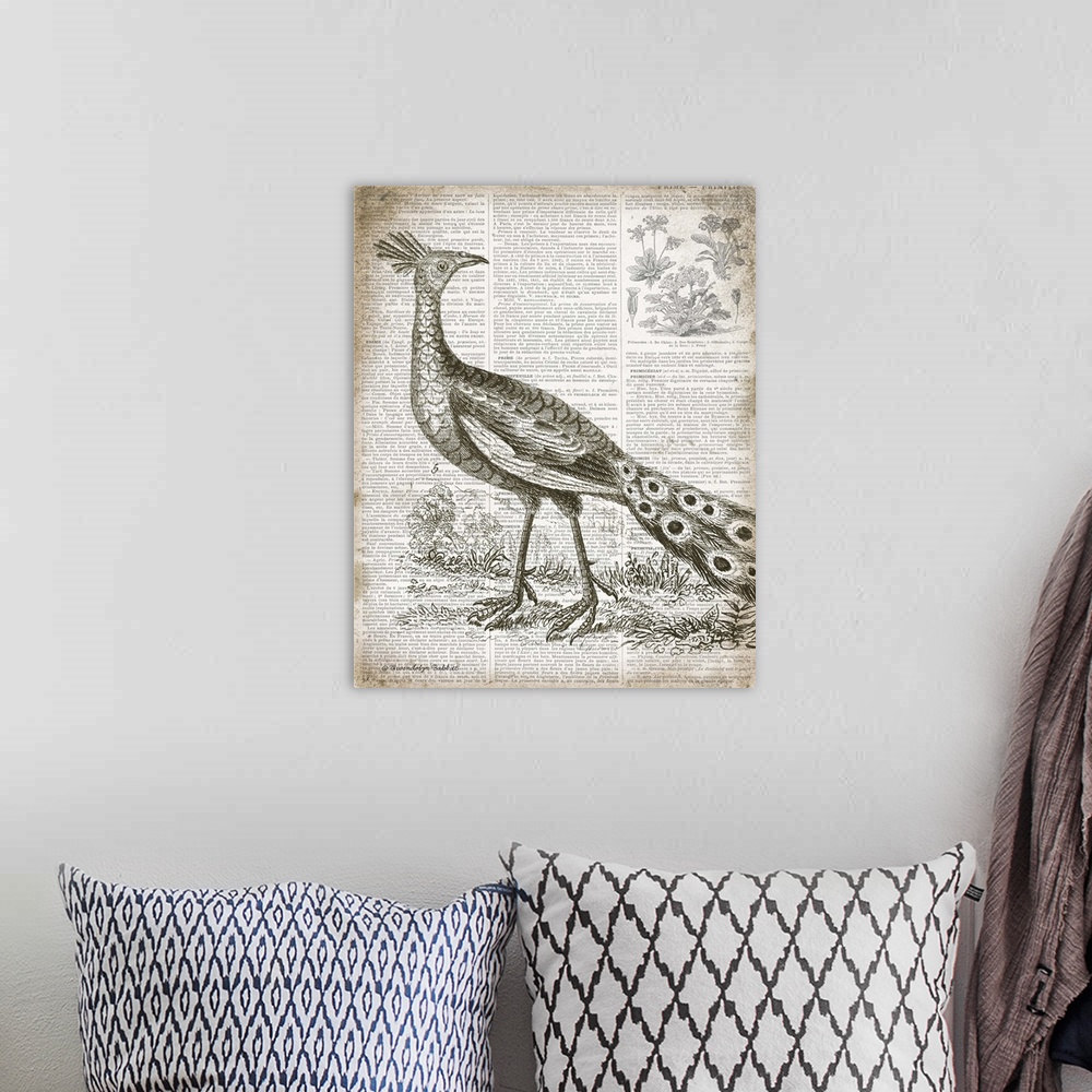 A bohemian room featuring Vintage illustration of a peacock on top of a page from a French text book.