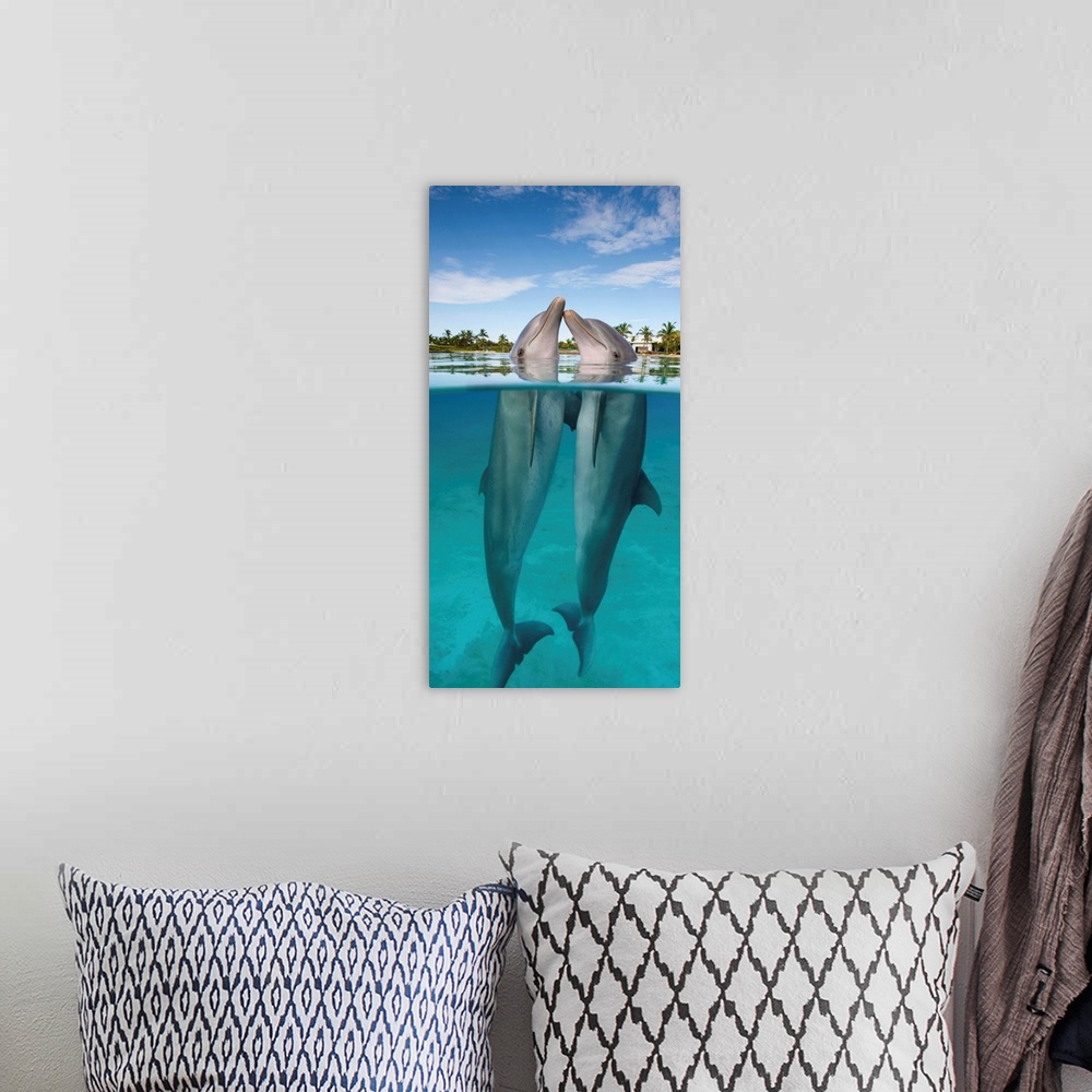 A bohemian room featuring Atlantic Bottlenose Dolphins Kissing