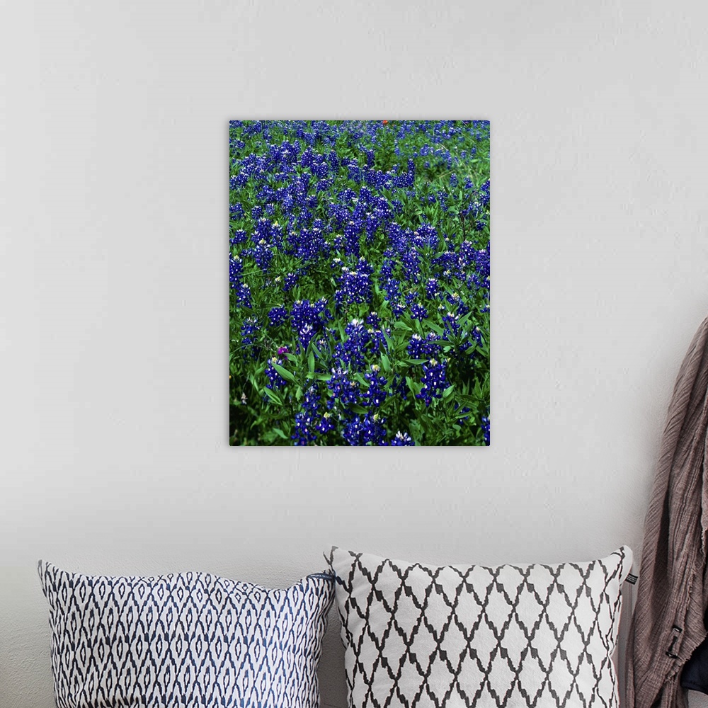 A bohemian room featuring Field of Texas Bluebonnets